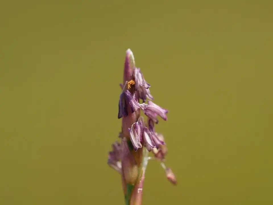 Manila Templegrass (Zoysia pacifica)